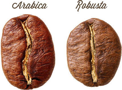 Arabica & Robusta Coffee Beans